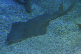 Istanbul Istanbul Aquarium oct 2019 7049.jpg
