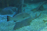 Istanbul Istanbul Aquarium oct 2019 7050.jpg