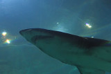 Istanbul Istanbul Aquarium oct 2019 7051.jpg
