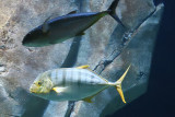 Istanbul Istanbul Aquarium oct 2019 7052.jpg