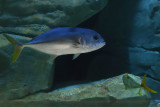 Istanbul Istanbul Aquarium oct 2019 7053.jpg