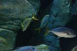 Istanbul Istanbul Aquarium oct 2019 7054.jpg