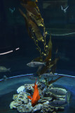 Istanbul Istanbul Aquarium oct 2019 7055.jpg