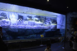 Istanbul Istanbul Aquarium oct 2019 7057.jpg