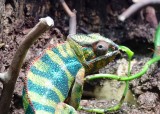 Panther Chameleon