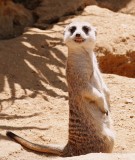 Meerkat