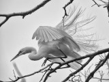 Great Egret in full breeding Plumage