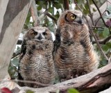 Juvenile Great Horned Owls