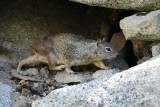 A Yosemite squirrel :)