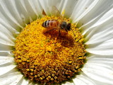 Honey Bee on Daisy Blossom