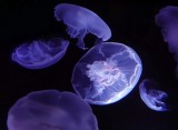 Moon Jellyfish