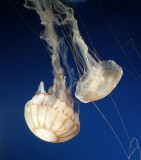 Pacific Sea Nettle Jellyfish