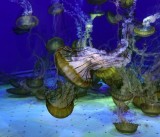 Japanese Sea Nettle Jellyfish