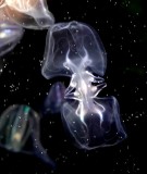 Warty Comb Jellyfish (I think :)