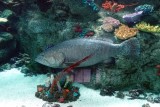 Queensland Grouper