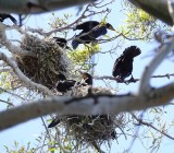 Nesting Cormorants