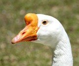 Chinese Snow Goose