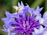 Hoverfly on Cornflower Blossom