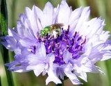 Green Bee on Cornflower Blossom