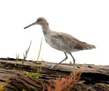Willet