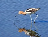 American Avocet