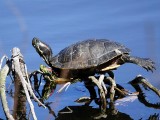 Yellow-bellied Slider Turtle
