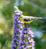 Lesser Goldfinch