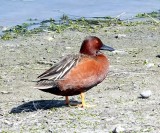 Cinnamon Teal