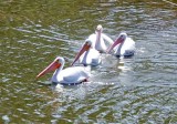 Juvenile American White Pelicans
