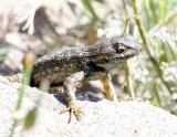 Common Fence Lizard