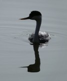 Western Grebe