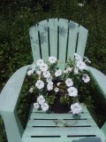 Love love love my white petunias