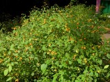 The Jewelweed is still going strong