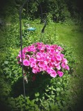 The petunias Tom gave me on Mothers Day