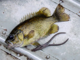 DSC02137.jpg