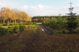 Bomen