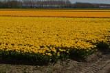 Flevoland