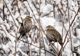 Snow Birds