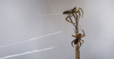 Those Bugs