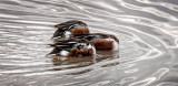 Sitting Ducks