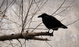 The Sentinel
