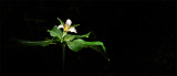 Trilium , Flower in the Redwood Forest