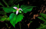 Trillium