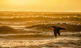 Pajaro Dunes
