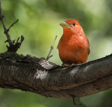 Summer Tanager