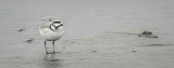 Sanderling