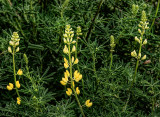 Yellow Lupine