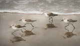 Race of the Sanderlings