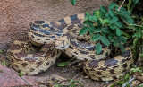 New Mexico Bull Snake