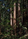 Coastal Redwoods